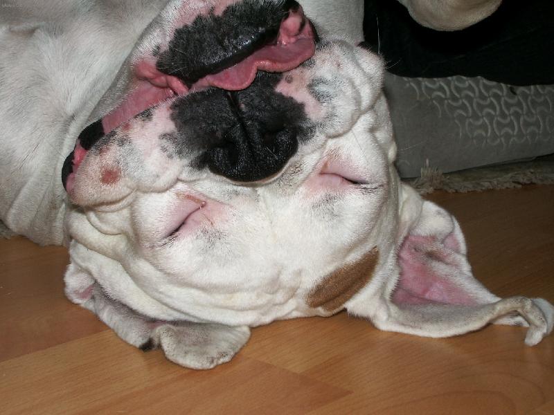 Foto: Dinu�ka-�sm�v