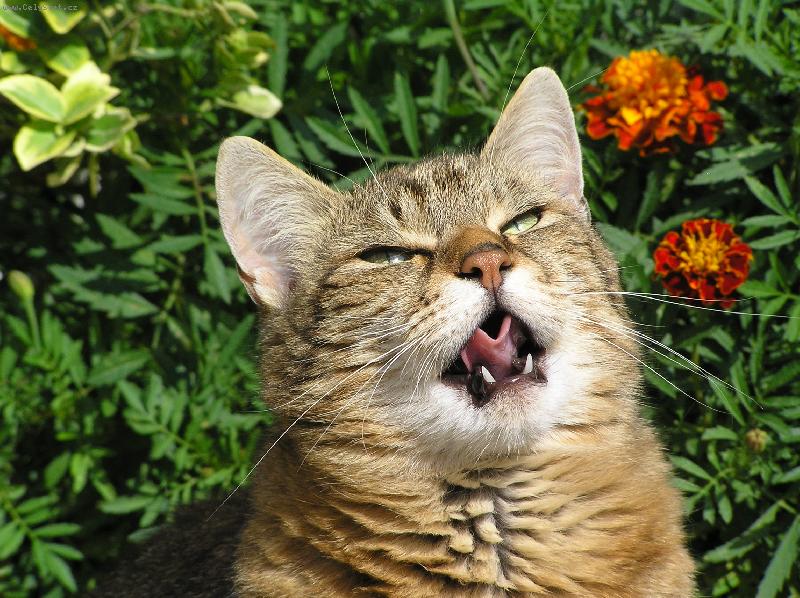 Foto: Asi toho pt��ka slupnu!