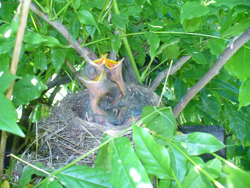 Foto: kos� brat�i-kdy dostaneme naj�st?