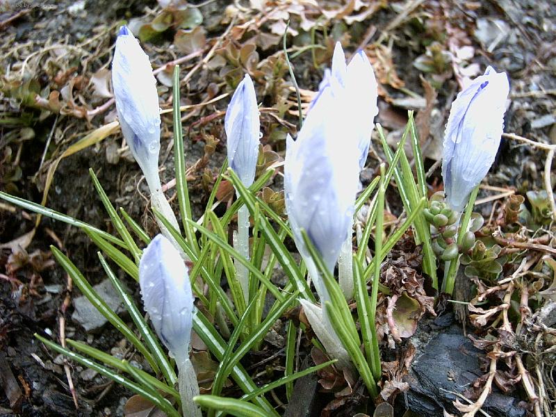 Foto: Krokusy-Krokusy z na�� zahr�dky