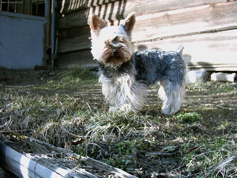 Foto: Nelly-M�j pejsek