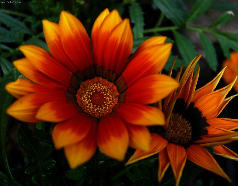 Foto: jako malovan�