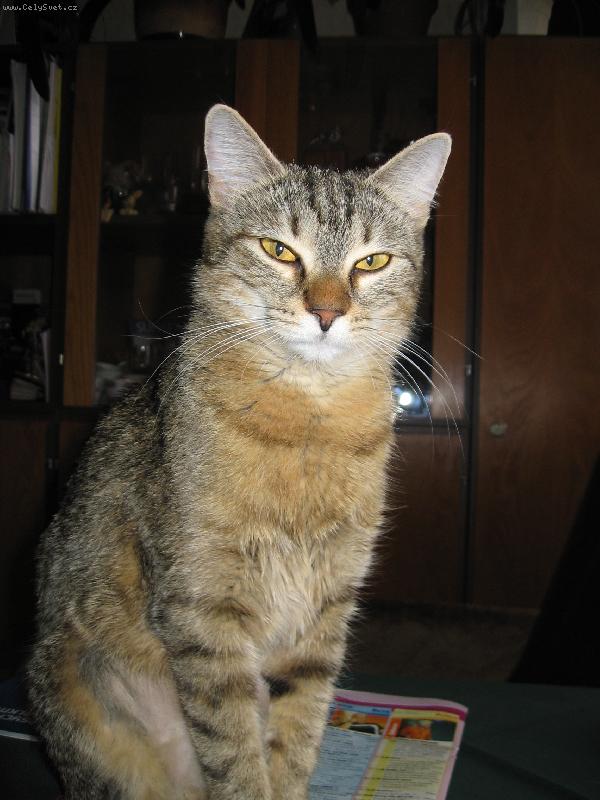 Foto: Tak to jsem j� - Micka z Uh��n�vsi-Dokonal� ko�i�� d�ma