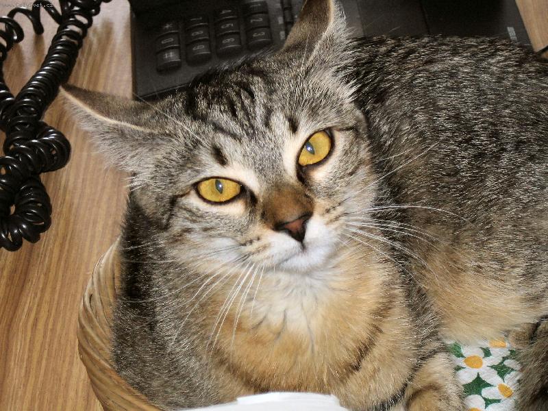 Foto: Po probuzen�-takhle kouk�m kdy� m� probud�...