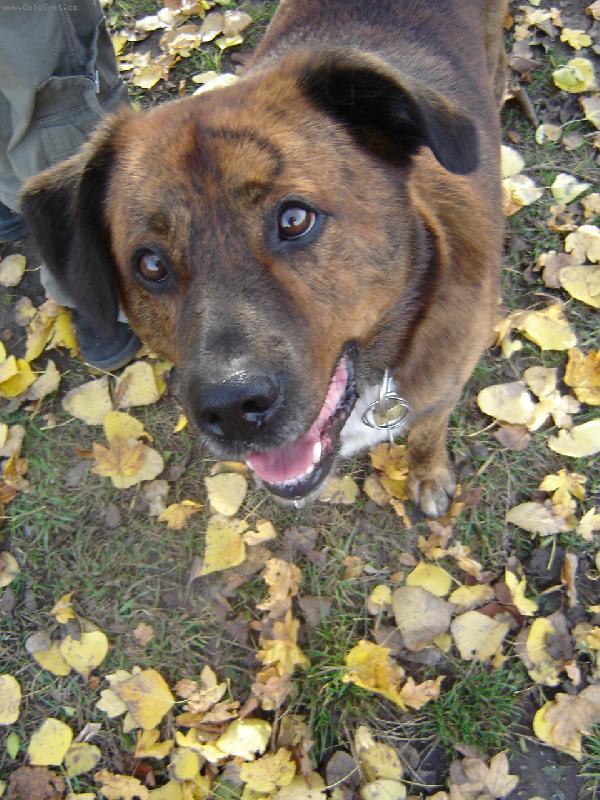 Foto: MAX-Na�e(50kilov�) zlat��ko