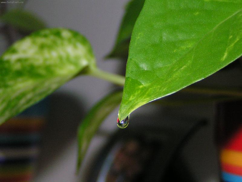 Foto: dom�c� rostlinka-kapka rosy