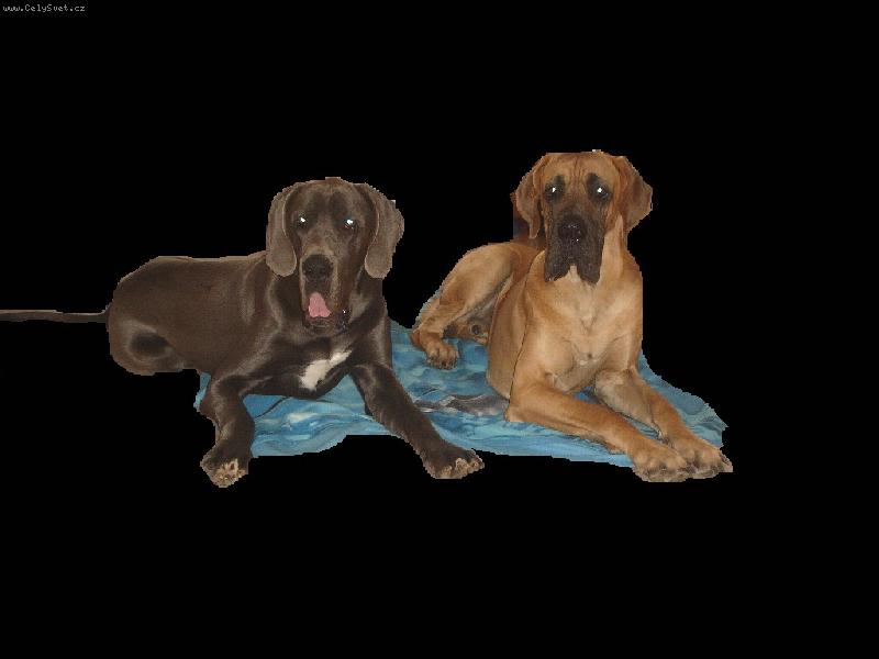 Foto: NABUCCO  CEVELOB ALBORG BISDOG  BOHEMIA-NABUCC A ALBORG