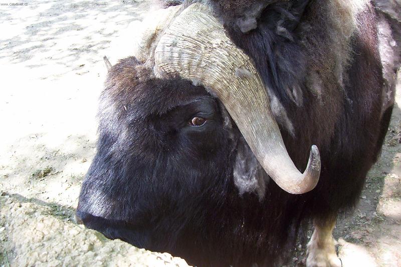 Foto: J� jsem mazl�k!