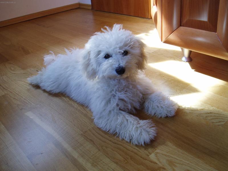 Foto: Baru�ka-Baru�ka na stole