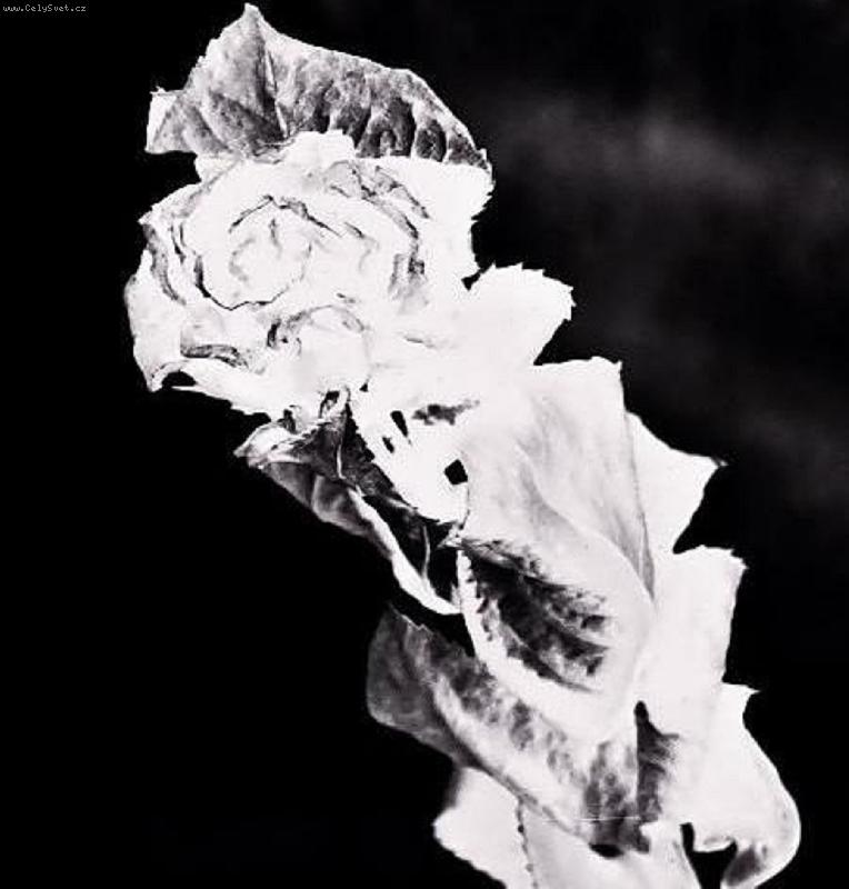 Foto: Nesmrteln�-...prvn� z n�kolika...