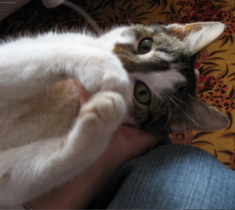 Foto: Prdelka-To je n� mazl��ek