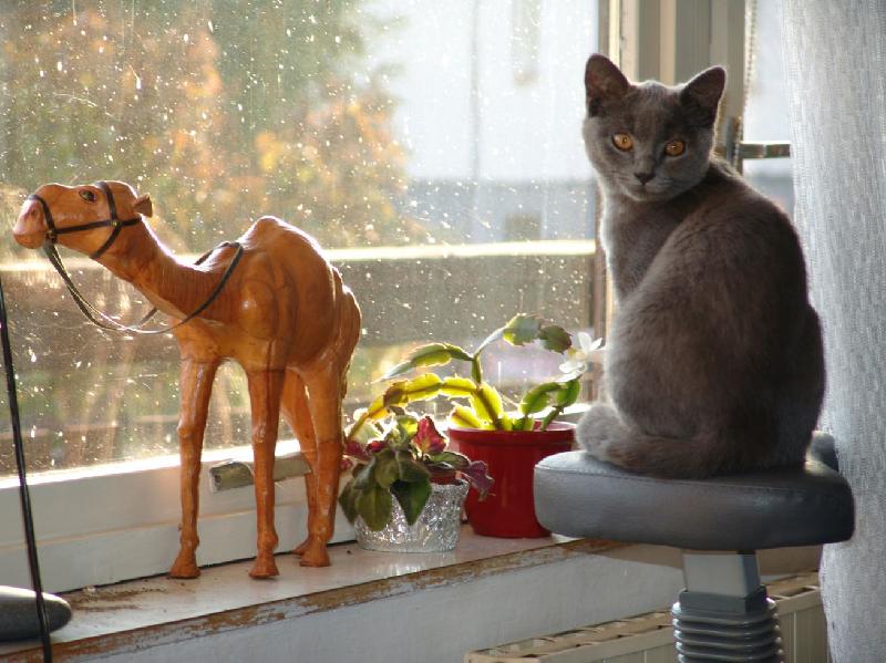 Foto: Blufee-Blufeek