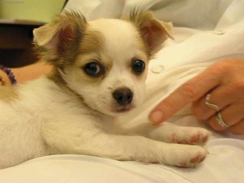 Foto: D�v�m se d�v�m-Barnab�ek na n�v�t�v�