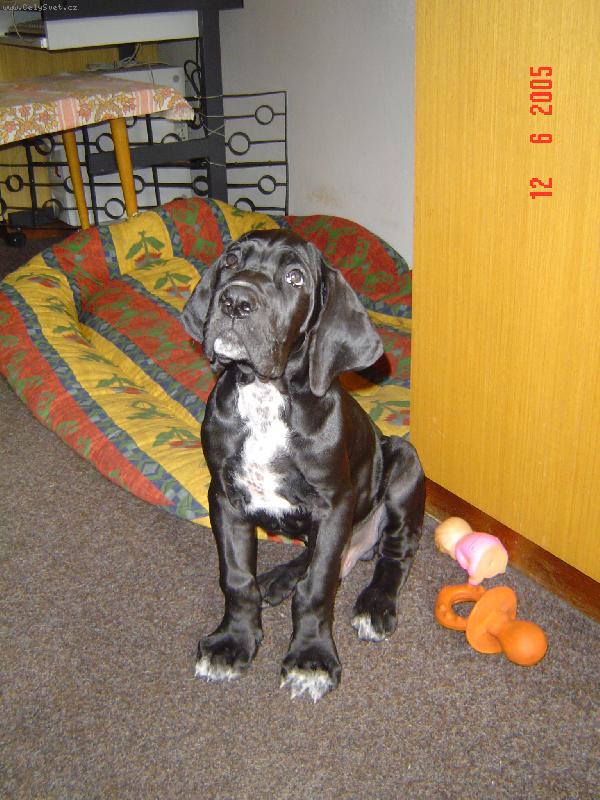 Foto: Cyrillius Regia Uttis - 2,5 m�s.-....prost� AND�L