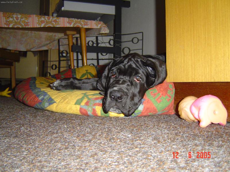 Foto: Cyrillius Regia Uttis - 2 m�s.-....nuda v Brn�