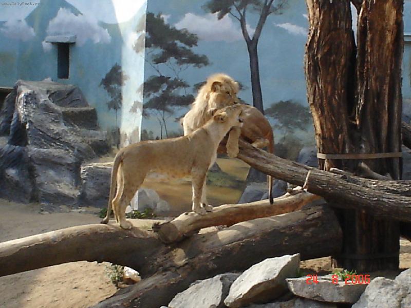 Foto: lev a lvice-jako pohled