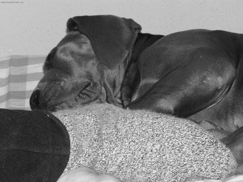 Foto: siesta 2,5m�s.-O �em dogy sn�?