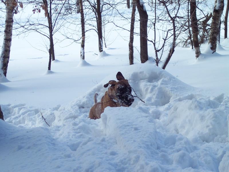 Foto: Airis Bisdog Bohemia-DOVAD�M