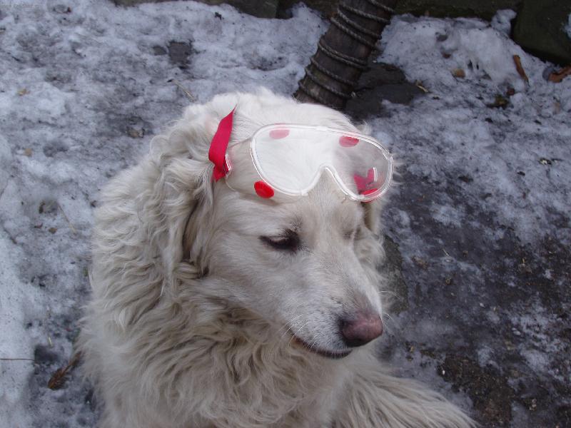 Foto: Tak jdeme u� brousit?-Maxi�ek brusi�em