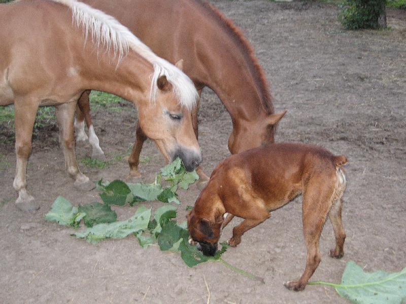 Foto: To jsou na�e lopuchy-H��b�, klisna,boxer