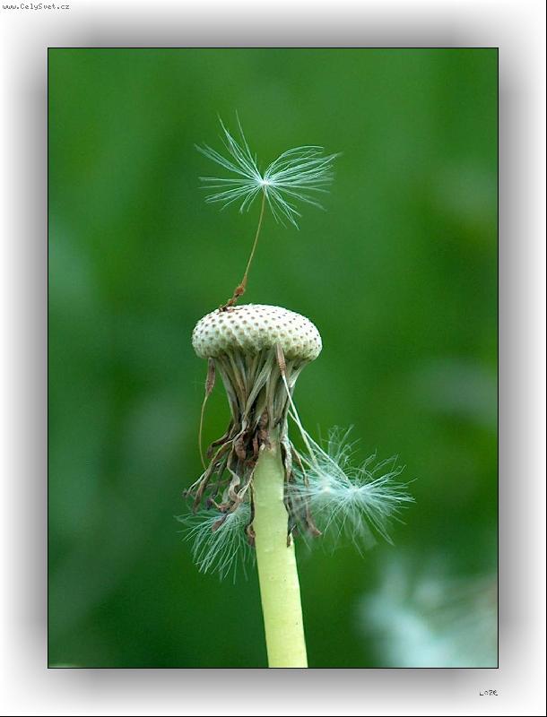 Foto: Pampeli�ka senior