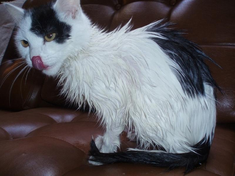 Foto: Po koup�n�-Pampal�n