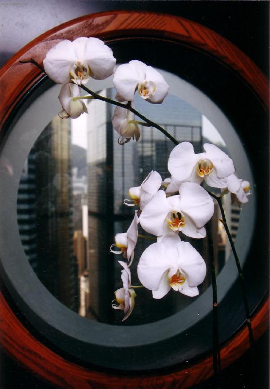 Foto: B�l� kv�t z Hongkongu