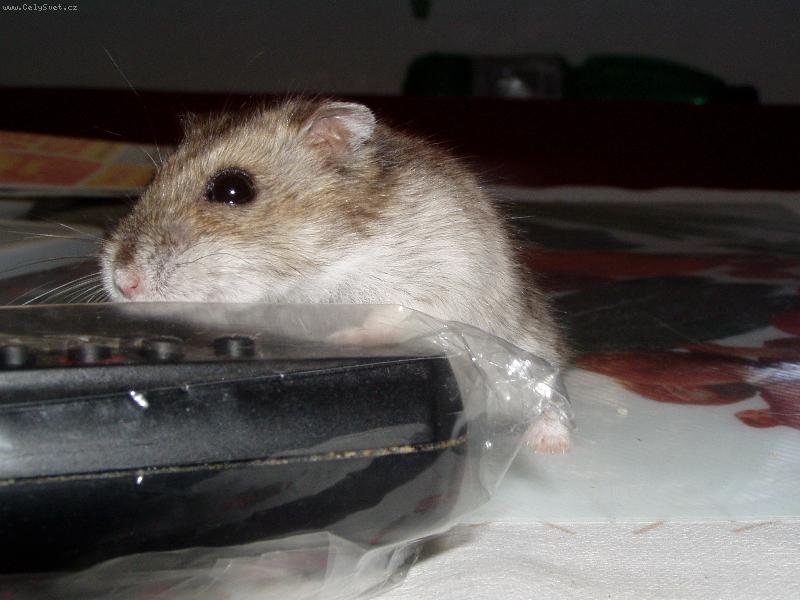 Foto: K�e��k-Ty jo, copak to je?