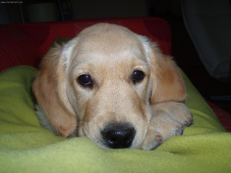 Foto: To jem j� Roxi-pr�v� jsem na k�esle