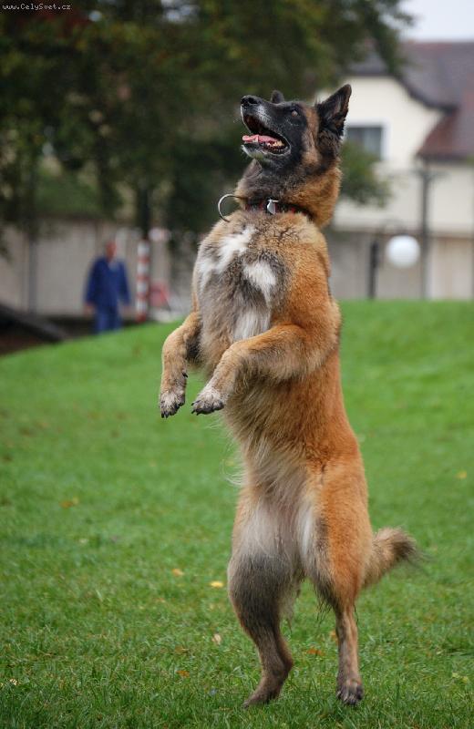 Foto: po dvou...-prvek s tance se psem