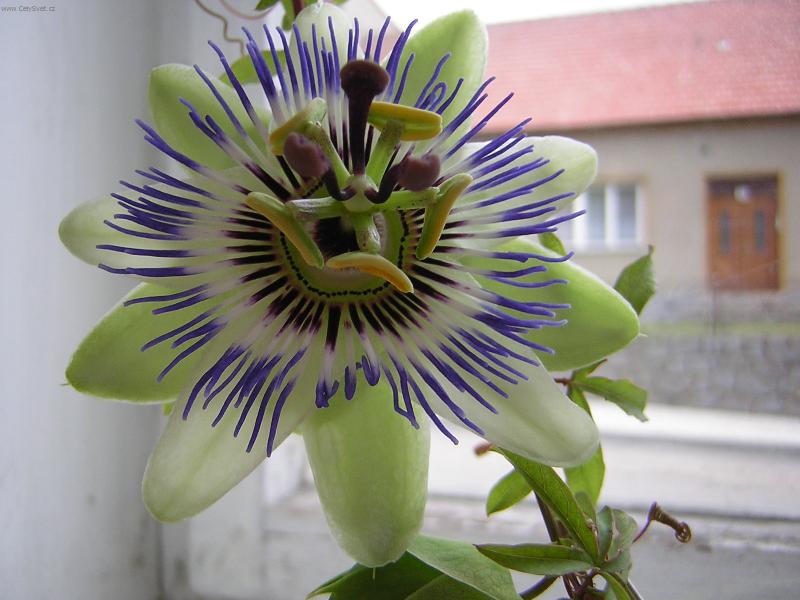 Foto: Nen� kr�sn�?