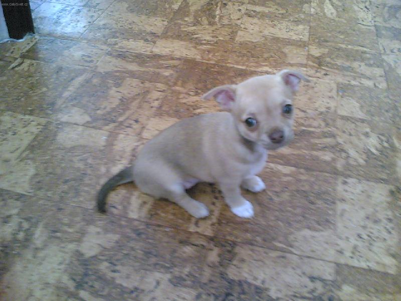 Foto: Kuky, kuk!-Prost� and�l