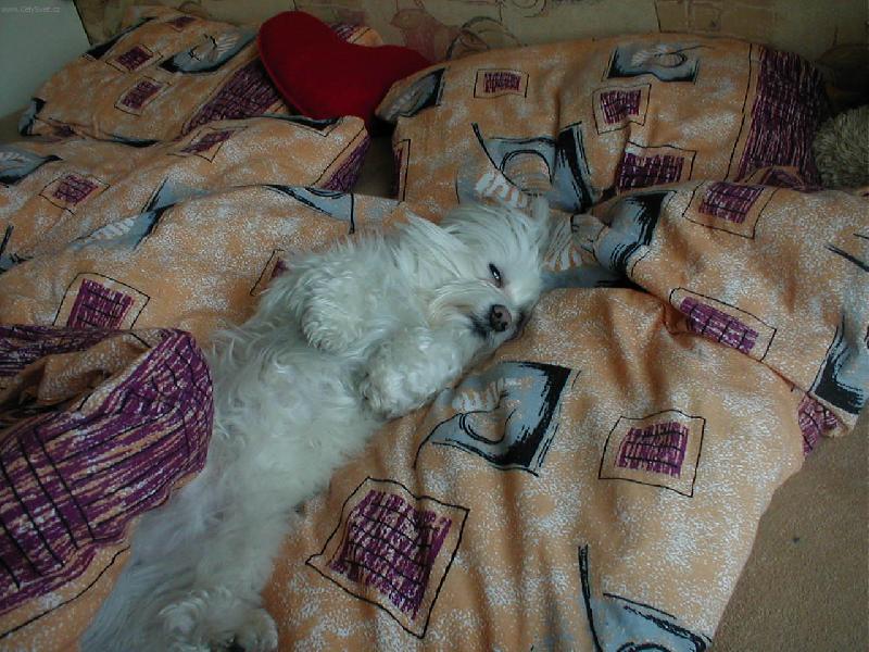 Foto: Luxus :)-Max��ek po ob�d�