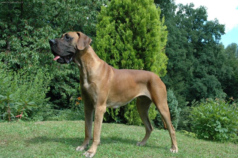 Foto: Aprillia Bisdog Bohemia