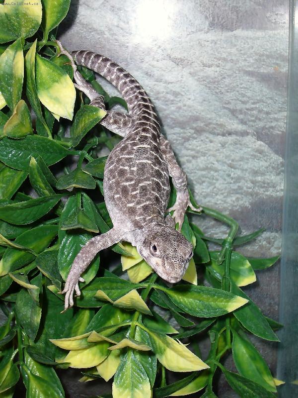 Foto: Legu�n Leopard�-Mikul�