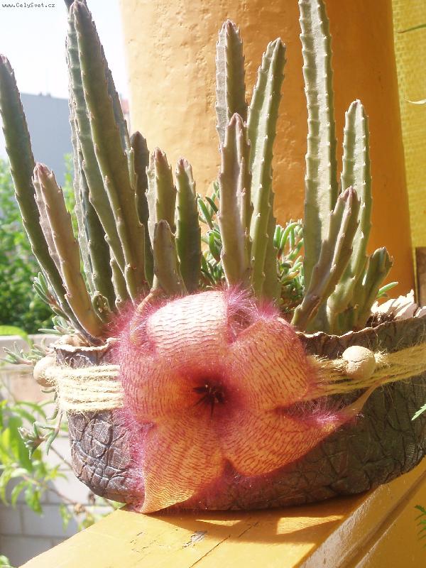 Foto: sukulent- ten kv�t ale v�bec nevon�l....fuj :)