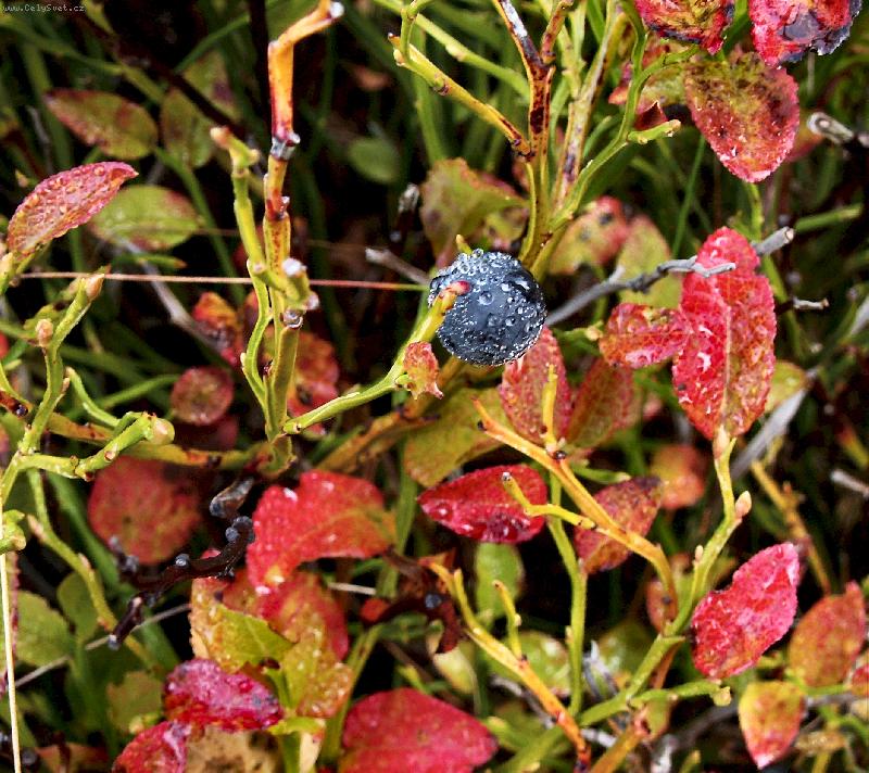 Foto: Posledn� bor�vka