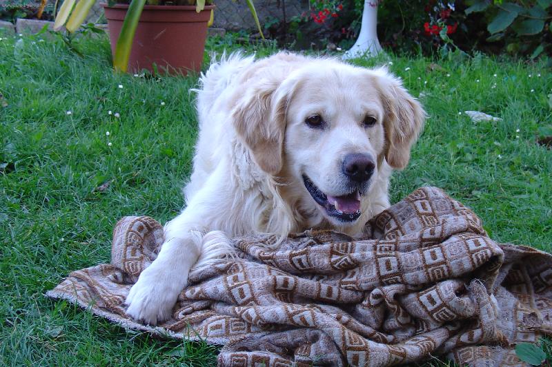 Foto: M�j mazl��ek s jeho obl�ben�m hadrem :o)-Dag�sekk