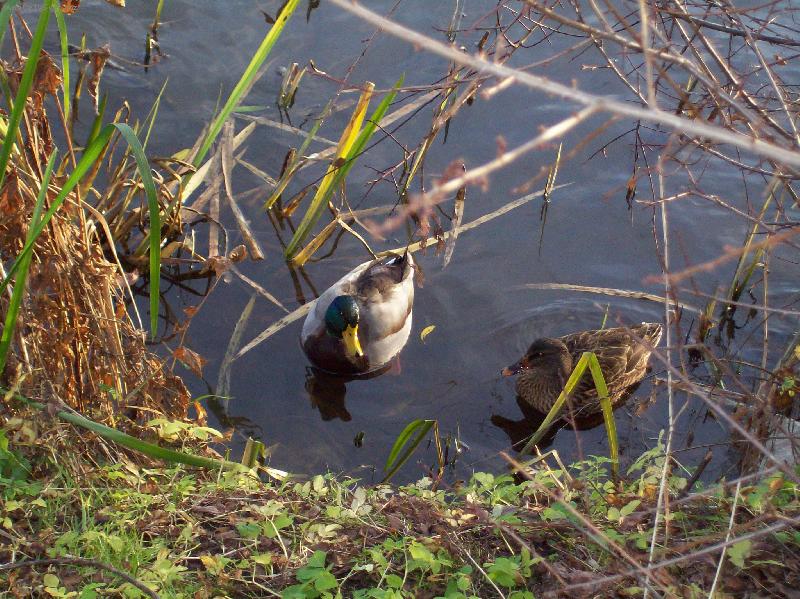 Foto: Kachn� p�re�ek