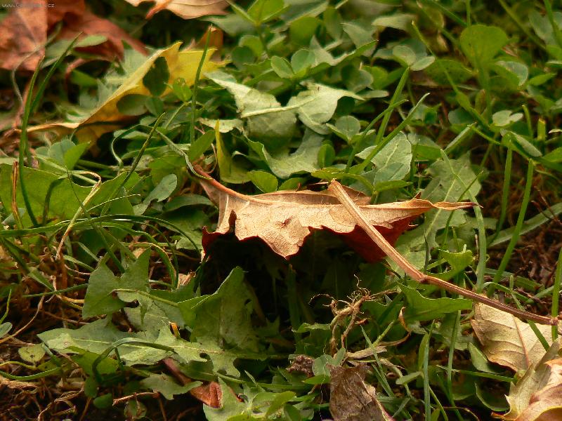 Foto: podzimn� koberec