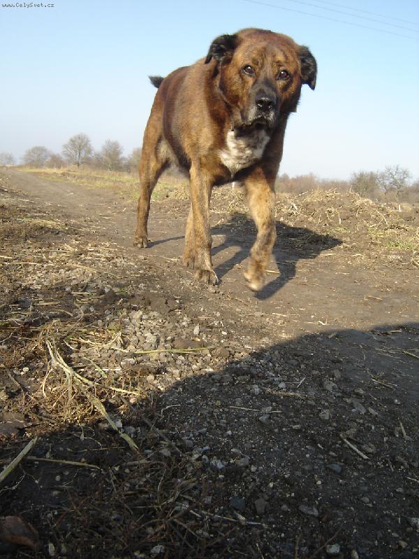 Foto: Max-Na proch�zce...