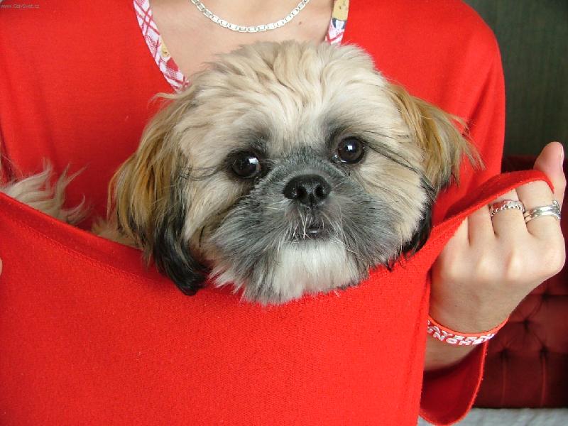 Foto: Shih-Tzu-Tak se schov�m u mam�i