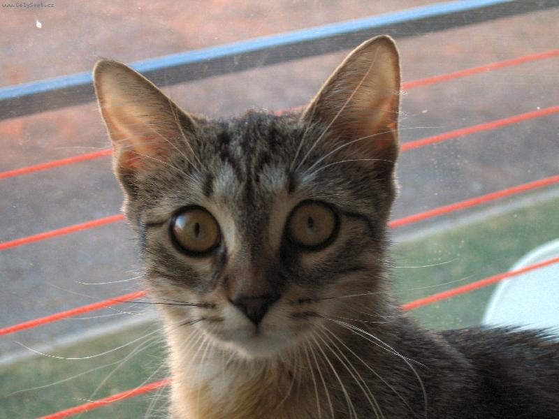 Foto: Kuk na tetu!-Kot� na parapetu