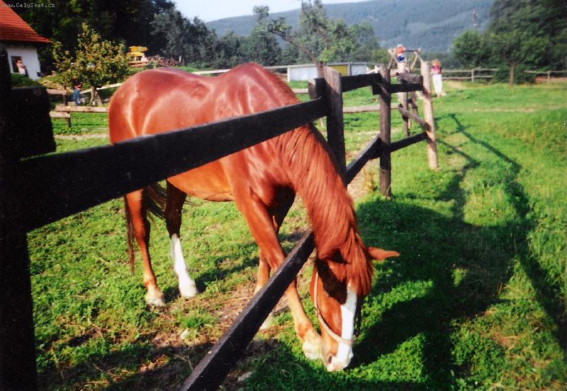 Foto: Mal� Mor�vka-Kr�sn� p��roda pro kr�sn�ho kon�........