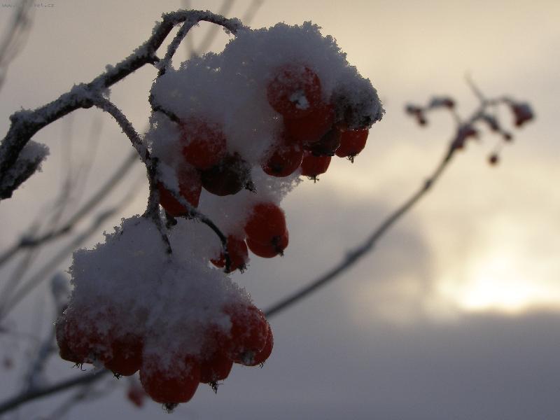 Foto: Finsk� je�abiny