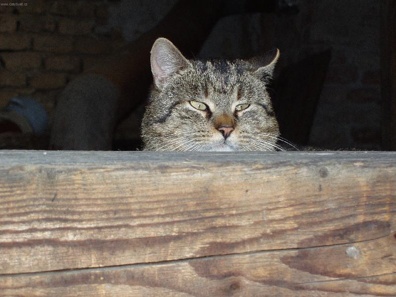 Foto: Bobi�ek-Bobi�ek si hl�d� dvorek