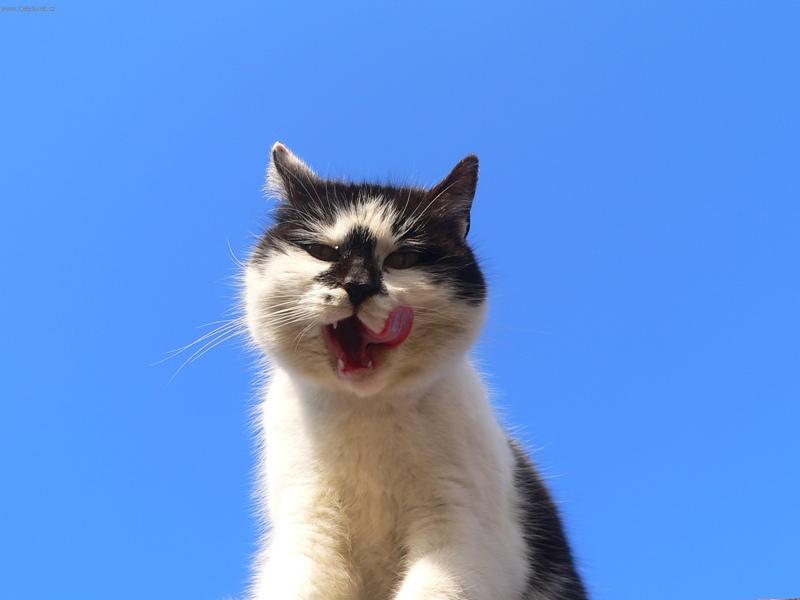 Foto: To byla dobrota.-Koho sn�m te�