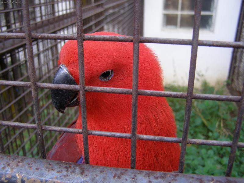 Foto: Eklektus polychloros-pro� jsem za m��ema?