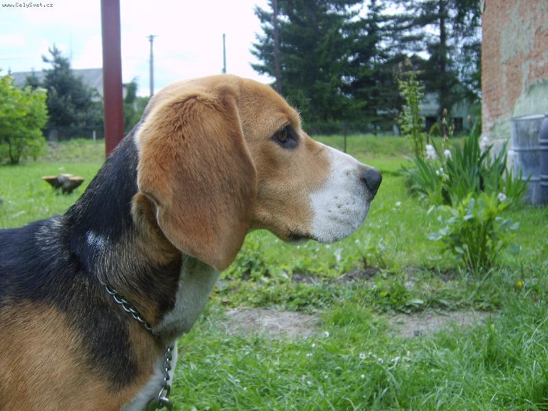 Foto: kde je m�j p�n��ek?