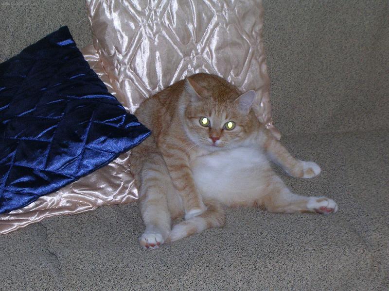 Foto: Dom�c� pohodl�